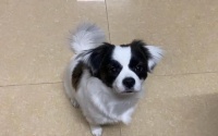 梦到自己家狗丢了又找回来了有什么预兆征兆