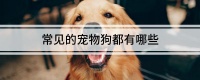 常见的宠物狗都有哪些