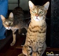 世界上最贵的宠物猫是什么猫？