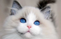 现今最贵的猫，号称“行走的人民币”，有钱也不一定买得到