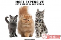 世界上最贵顶级奢侈猫品种排行榜TOP19