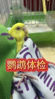 鹦鹉体检德扬异宠专科
