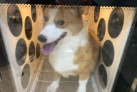 梦见去宠物店打工