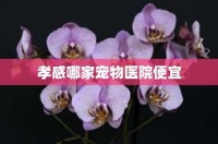 孝感哪家宠物医院便宜