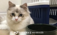 北京宠物托运公司有哪些？怎么选着宠物托运公司？