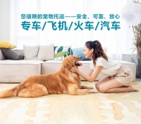 广州宠物出国托运靠谱宠物托运费用