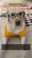 手残党泪目！重庆女子巧用旧衣服为狗狗自制衣服