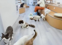 深圳猫狗宠物市场在哪里进货啊（深圳市猫狗宠物市场进货指南）