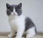 【阜阳宠物猫价格