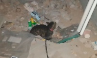 被困地下室数天的猫咪，只能拼命呼救，渴望被救的它却又充满戒备