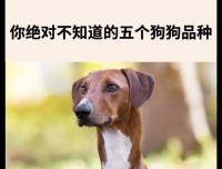 全面介绍178个品种的宠物狗（探索各类宠物狗的特点、品质和饲养要求，为你的理想狗狗做好准备）