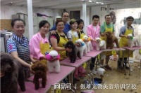 学习宠物美容技术到培训学校还是宠物店好
