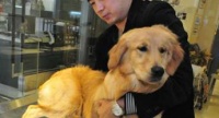 宠物狗误食毒香肠死亡 狗主人万元寻投毒者线索