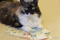 养只猫到底要花多少钱？日本保险公司统计下来竟要花264万日圆， 看完不敢养猫……
