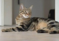 宠物猫驱虫多少钱一次(宠物猫驱虫的费用)