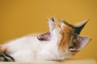 得了狂犬病的猫能活多久，兽医：潜伏期3个月，发作最多活10天