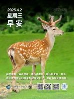 极简科普丨梅花鹿是一种中型鹿，体长140