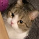 【讨论】宠物店自己打猫三联是否靠谱？还是接回来后自己带去宠物医院打？