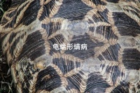 龟蠕形螨病