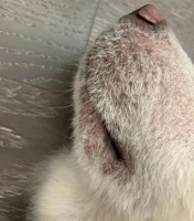狗螨虫是什么引起的