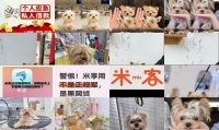 约克夏美容造型视频