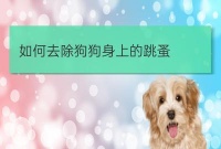 海南宠物培训狗身上的跳蚤怎么去除:狗身上跳蚤怎么消灭