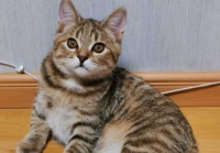 小猫身上有跳蚤怎么办