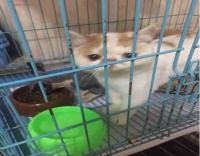 奥米宠物托运