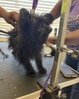 美国一名宠物美容师为幼犬美容时涉嫌击打它，因虐待这只无助幼犬而遭到指控