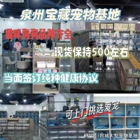 泉州哪个猫狗舍比较有名口碑比较好？这里可实体店挑选心仪的宠物