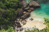 宠物小精灵 起源,宠物小精灵的起源