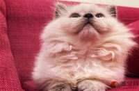 猫咪检测弓形虫要多久