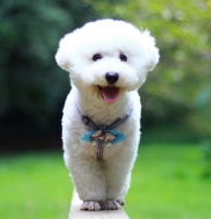 比熊犬图片 – 波奇宠物网