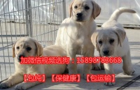 龙泉驿宠物市场在哪