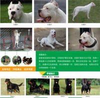 金毛犬繁殖基地附近宠物店在哪里