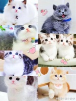 西安哪里卖宠物猫狗的选择性多？这里可实体店放心一对一挑选宠物