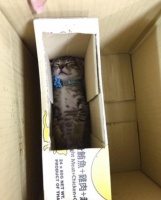 把猫咪放到宠物店：猫咪寄养指南