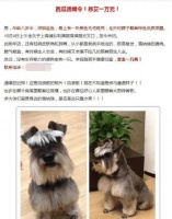 宠物寄养却被咬死! 宠物店主却这样对我说, 还陪我寻狗大半年