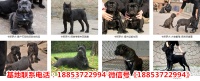 河南安阳汤阴县宠物市场