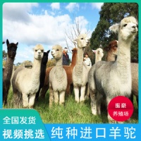 宠物小羊