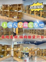 上海哪里可以买宠物猫狗?安全可靠，可实体店挑选心仪的宠物！