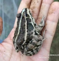 常见的蛙类养殖品种