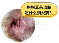 狗狗耳朵发炎流脓，这些消炎药你不能不知道！