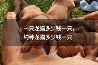 一只龙猫多少钱一只，纯种龙猫多少钱一只
