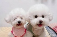 宠物在现代家庭中的角色逐渐转变