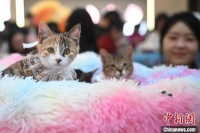 海口领养猫，爱心传递站