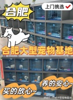 合肥买宠物猫狗哪里便宜?这里安全可靠还能实地选宠物不虚此行