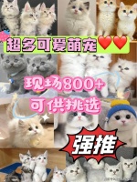 苏州买阿拉斯加犬（苏州）买阿拉斯加犬多少钱一只丨苏州福安家宠物店欢迎您