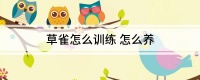 草雀怎么训练 怎么养