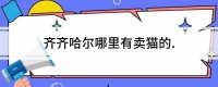 齐齐哈尔哪里有卖猫的.